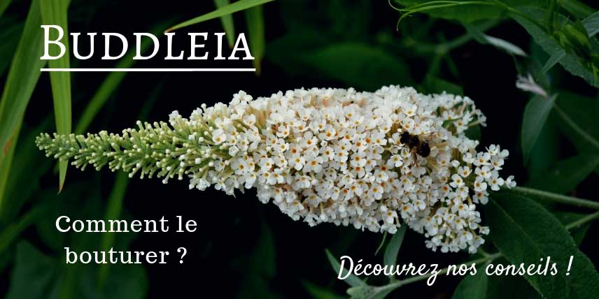 Nos conseils pour bouturer le buddleia, ou arbre aux papillons