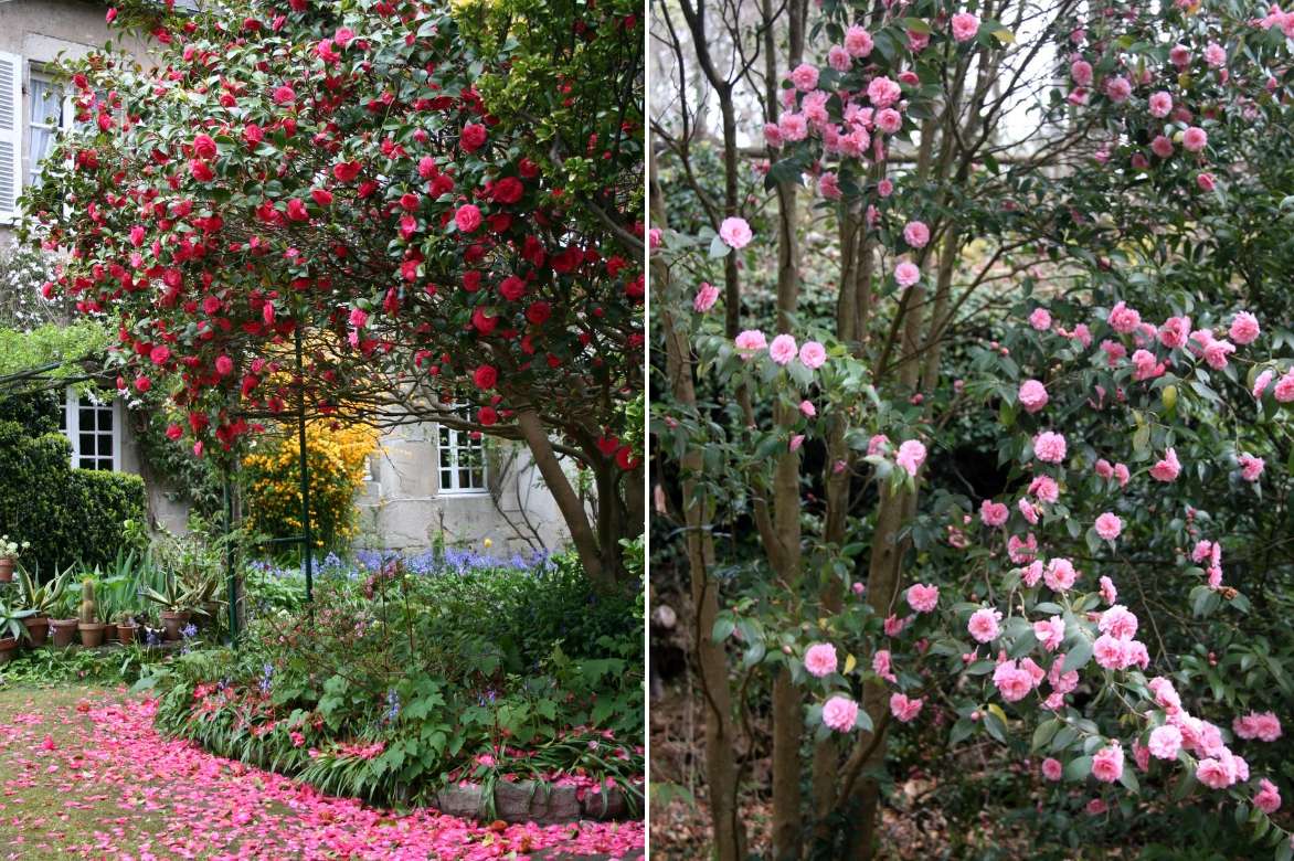 Camélia d'automne : pourquoi il est grand temps d'en planter un dans votre  jardin ?