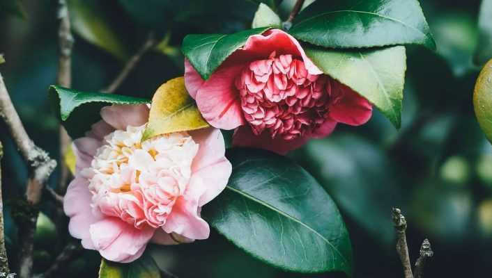 Les camélias : planter, tailler et entretenir