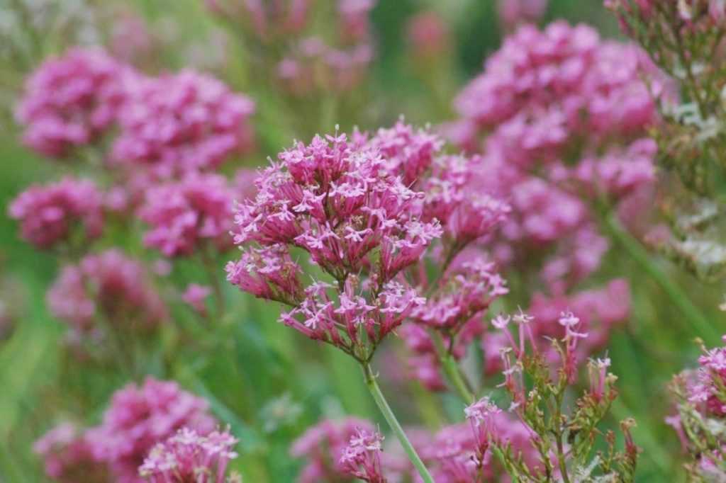 Lilas d'Espagne, Valériane des jardins semer, planter, cultiver — free download