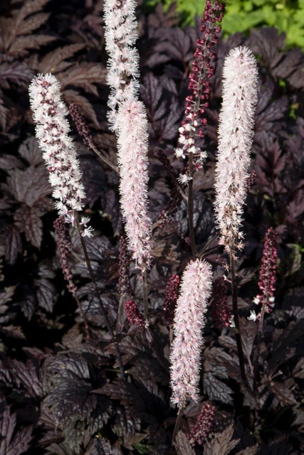 actaea