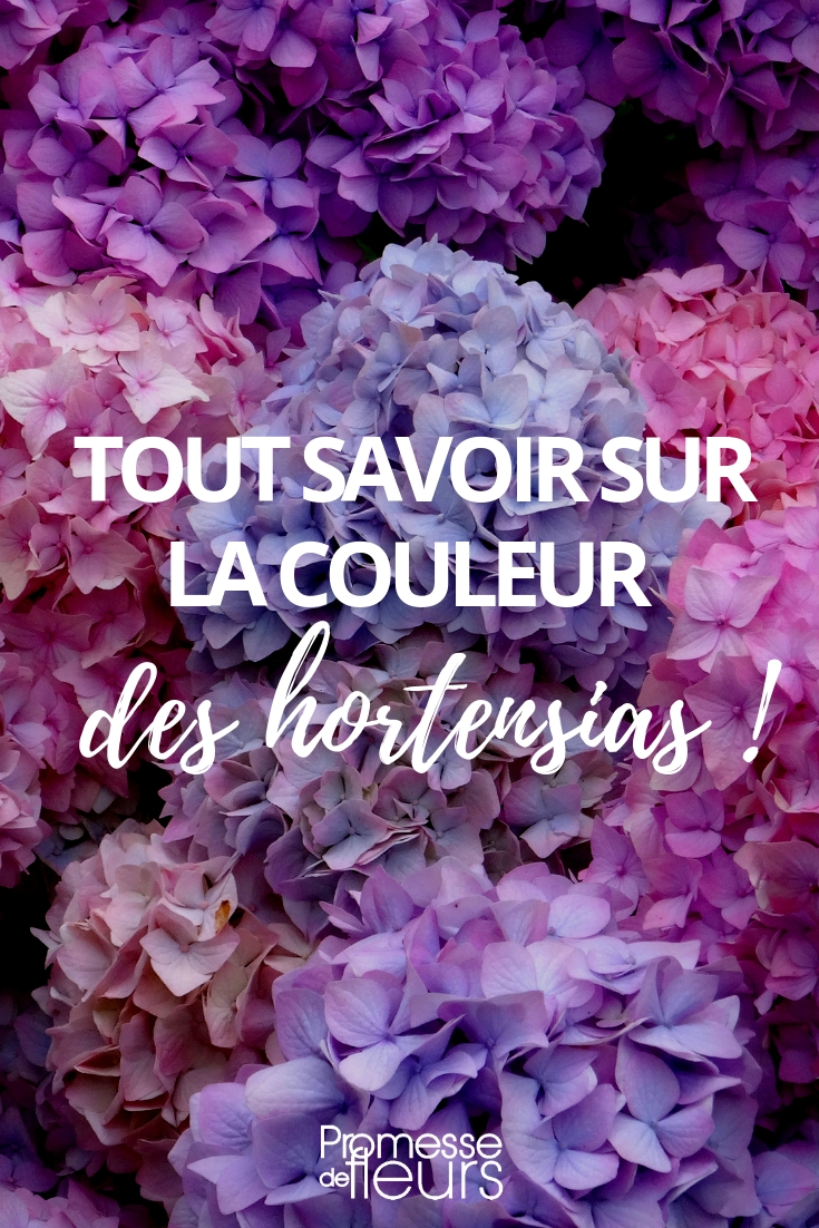 Couleurs d'un hortensia