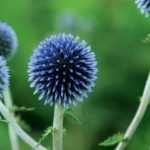 Echinops : planter, cultiver et entretenir