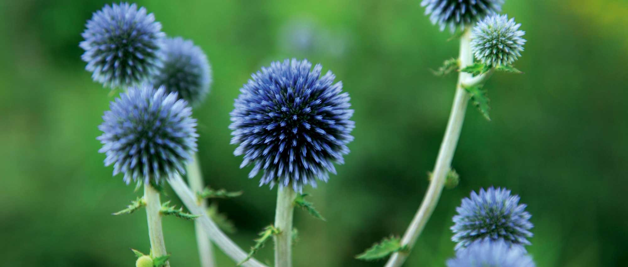 Echinops : planter, cultiver et entretenir