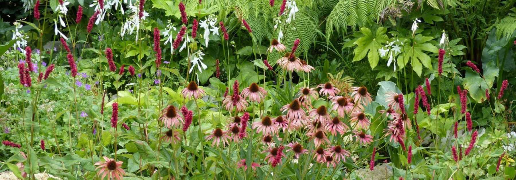 Récupérer l'eau de pluie au jardin - Promesse de Fleurs