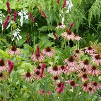 L'entretien des plantes vivaces