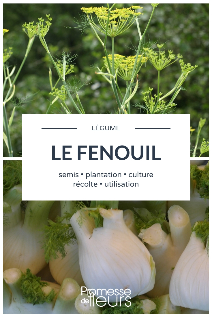 Fenouil : semis, plantation et culture au potager