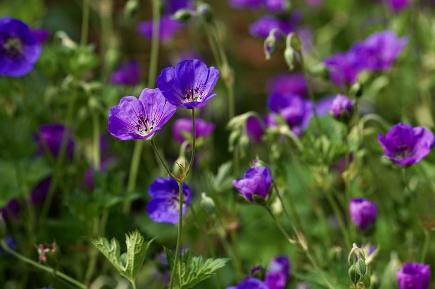 geranium