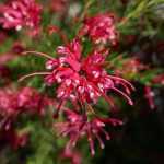 Grevillea : planter, tailler et entretenir