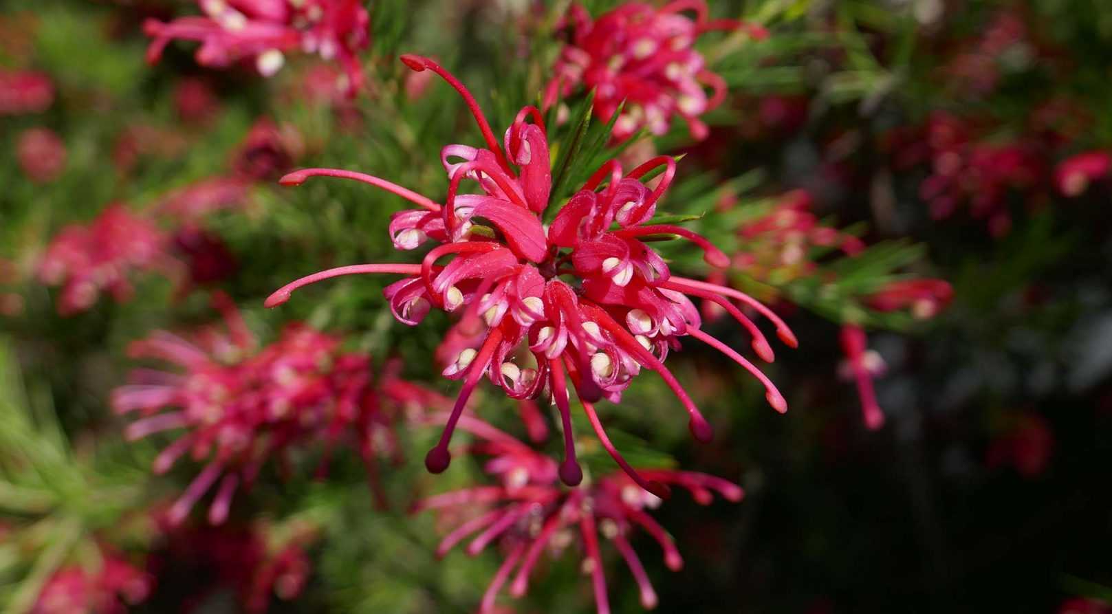 Grevillea : planter, tailler et entretenir