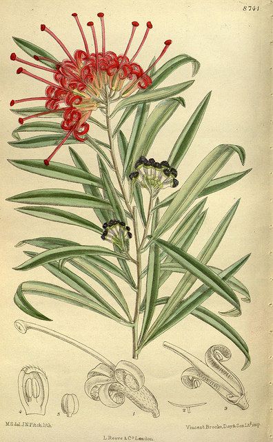 Grevillea