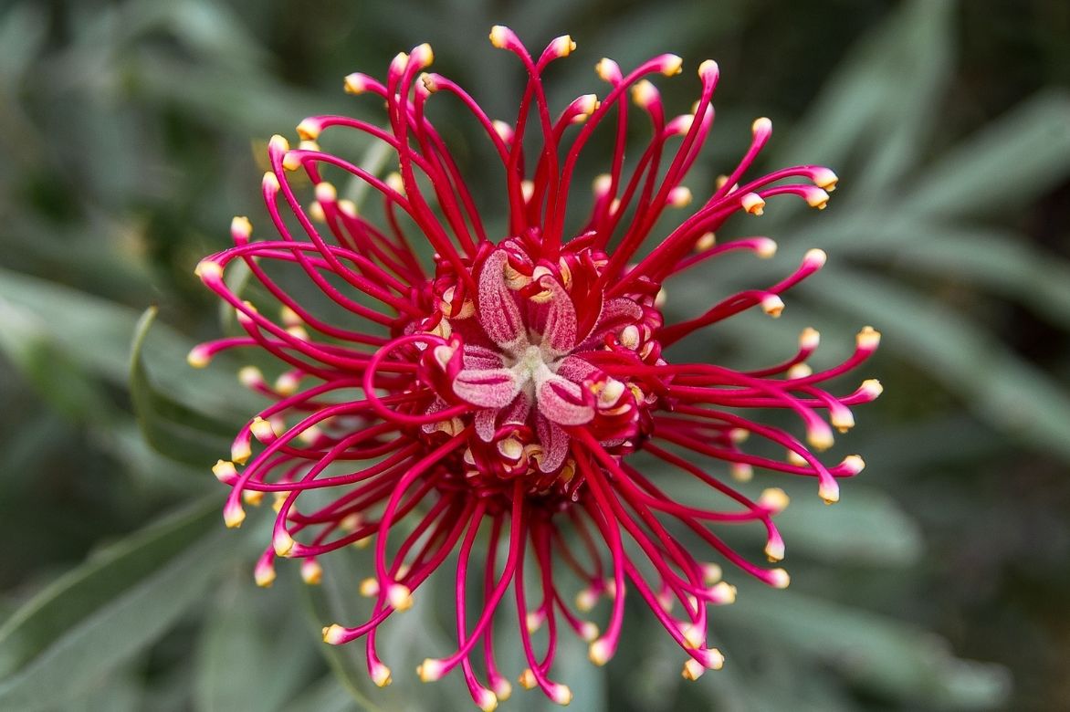 Grevillea