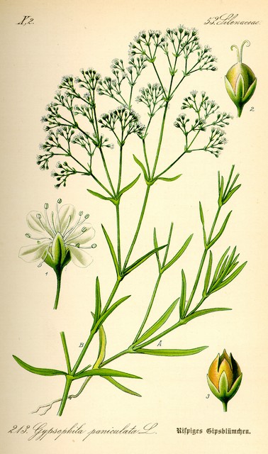 Gypsophile