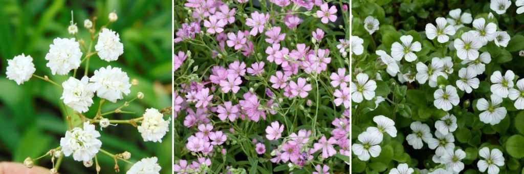 gypsophile-plantation-et-entretien-promesse-de-fleurs