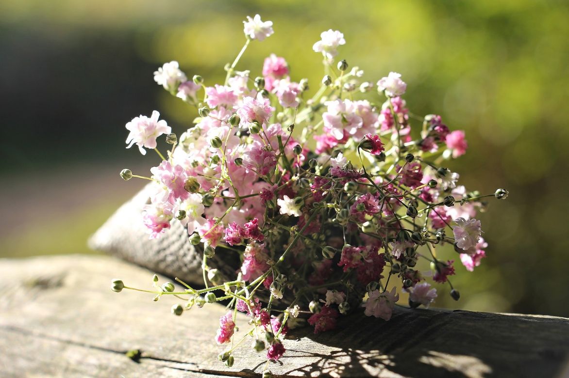 Gypsophile