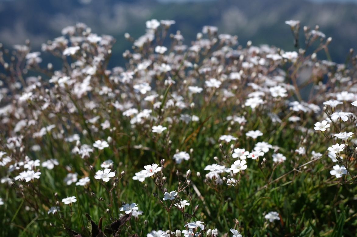 Gypsophile : plantation et entretien - Promesse de Fleurs