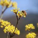 Une haie naturelle pour renforcer la biodiversité