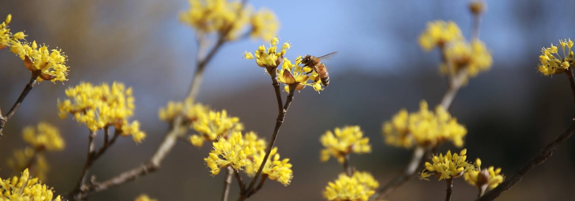 Une haie naturelle pour renforcer la biodiversité