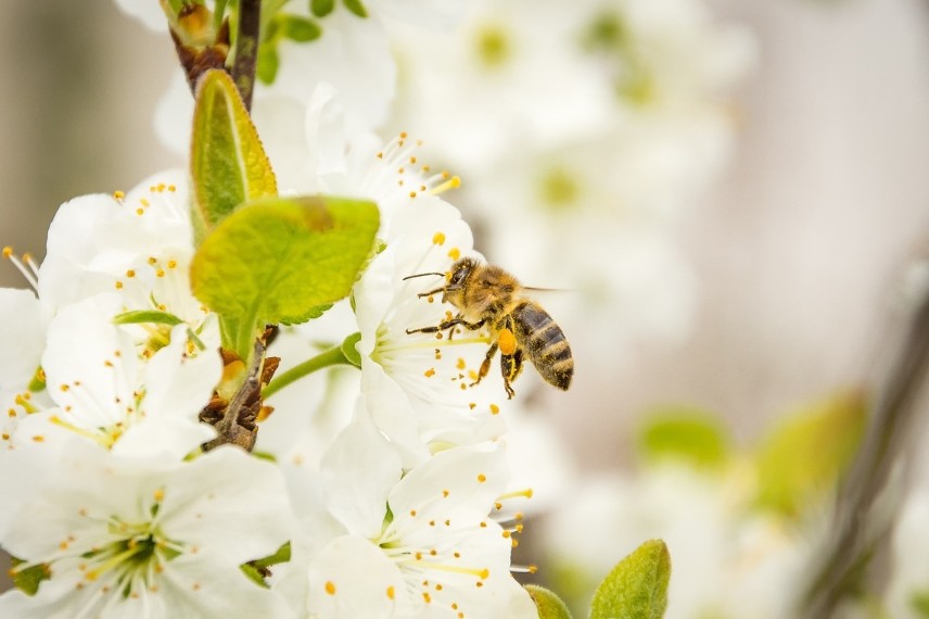 Haie naturelle pour les insectes butineurs