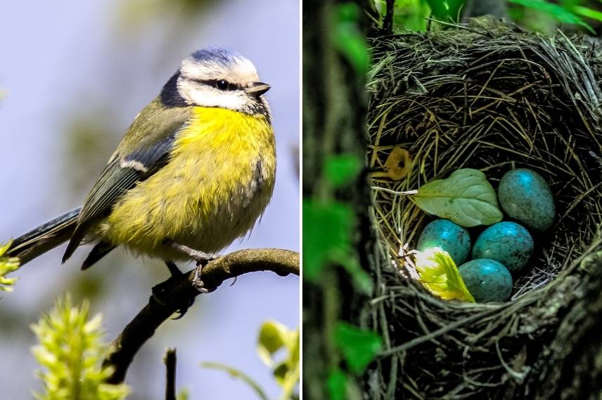 Haie naturelle pour les oiseaux