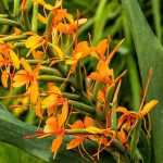 Hedychium : planter, cultiver et entretenir