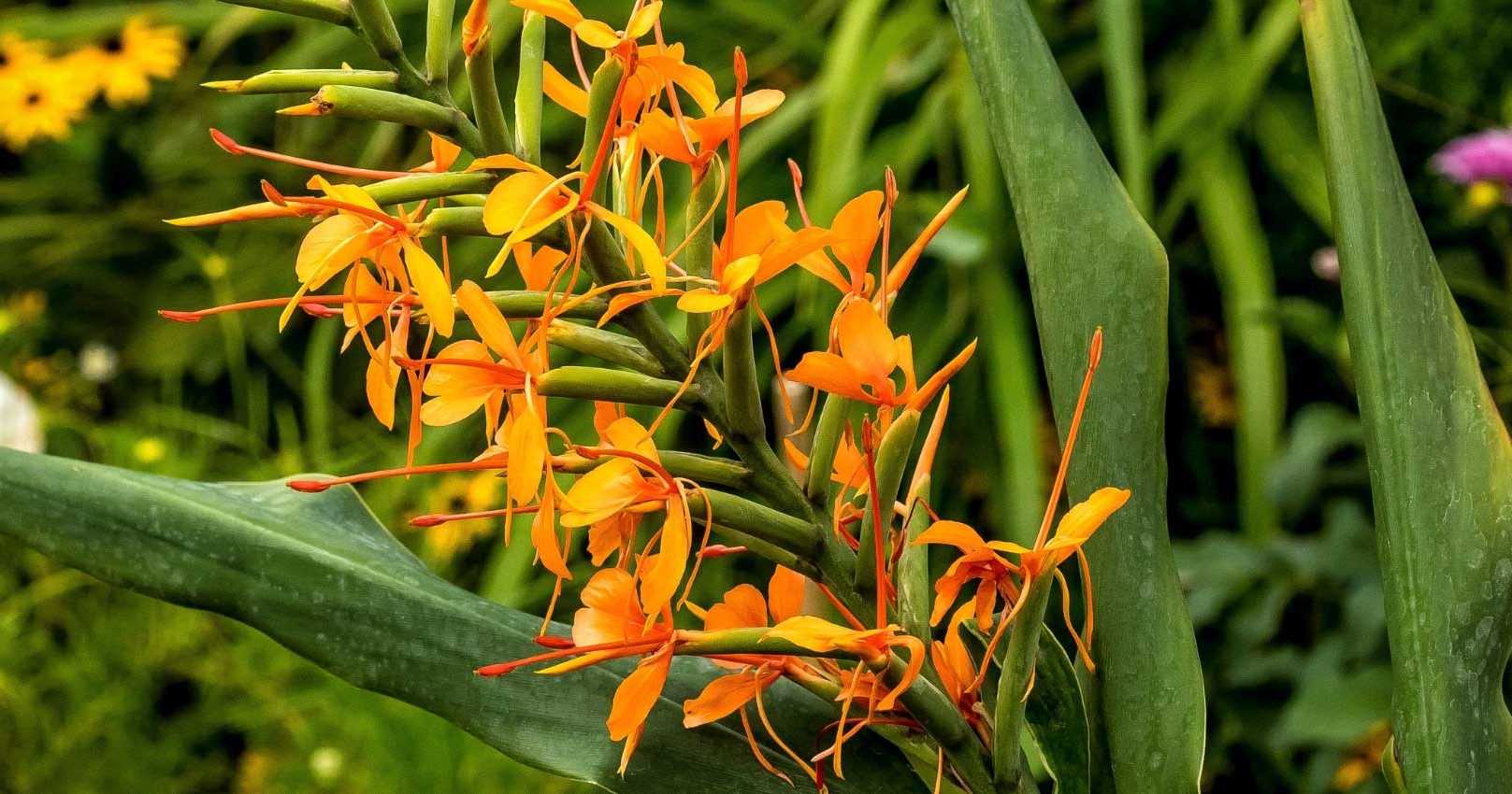 Hedychium : planter, cultiver et entretenir