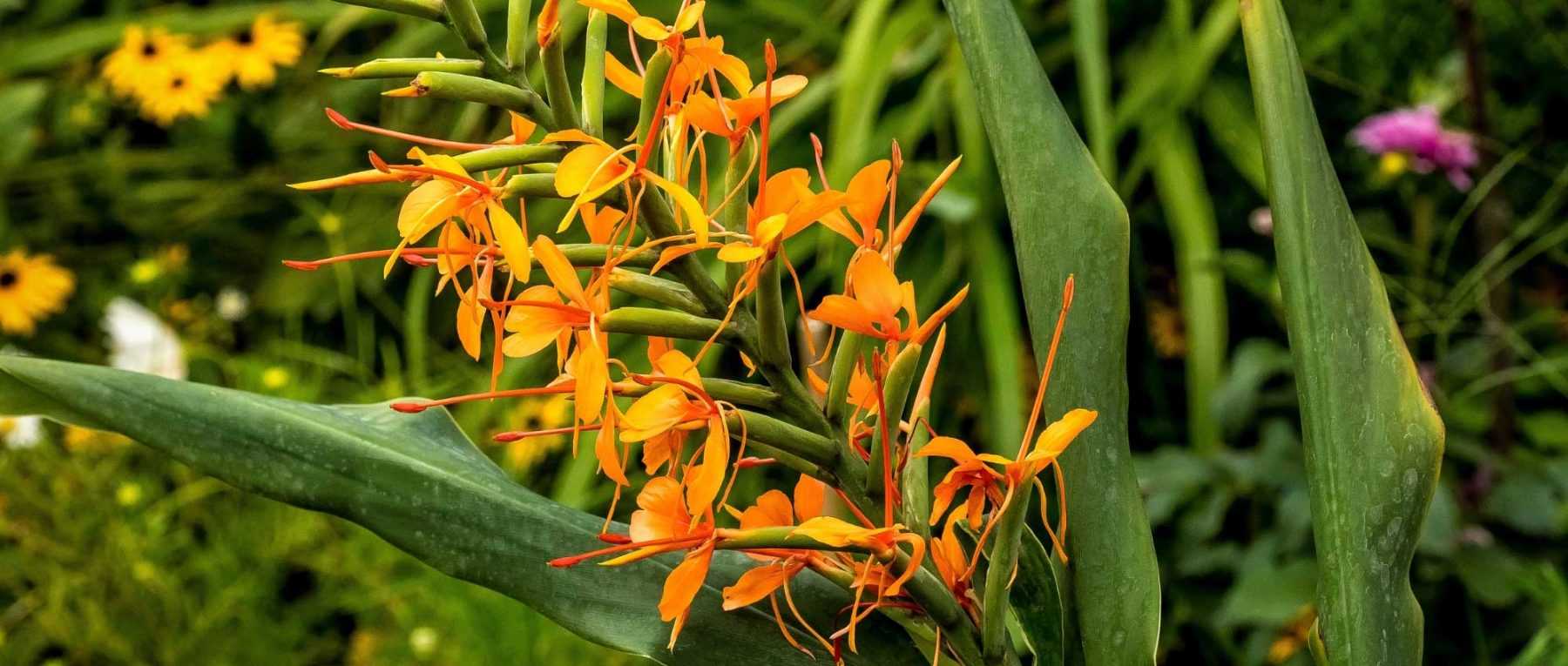 Hedychium : planter, cultiver et entretenir