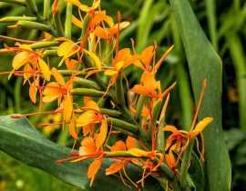Hedychium : planter, cultiver et entretenir