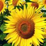 Tournesol : semis, plantation, entretien