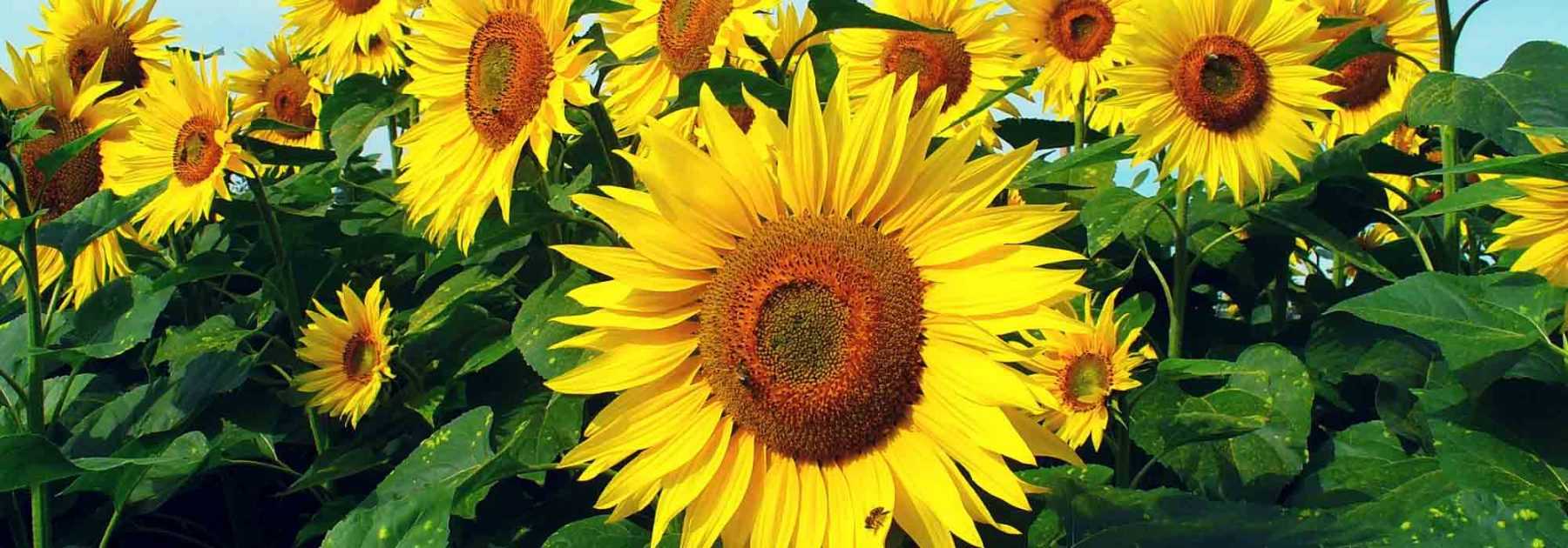 Tournesol Soleil Géant jaune à cœur noir 100 grammes