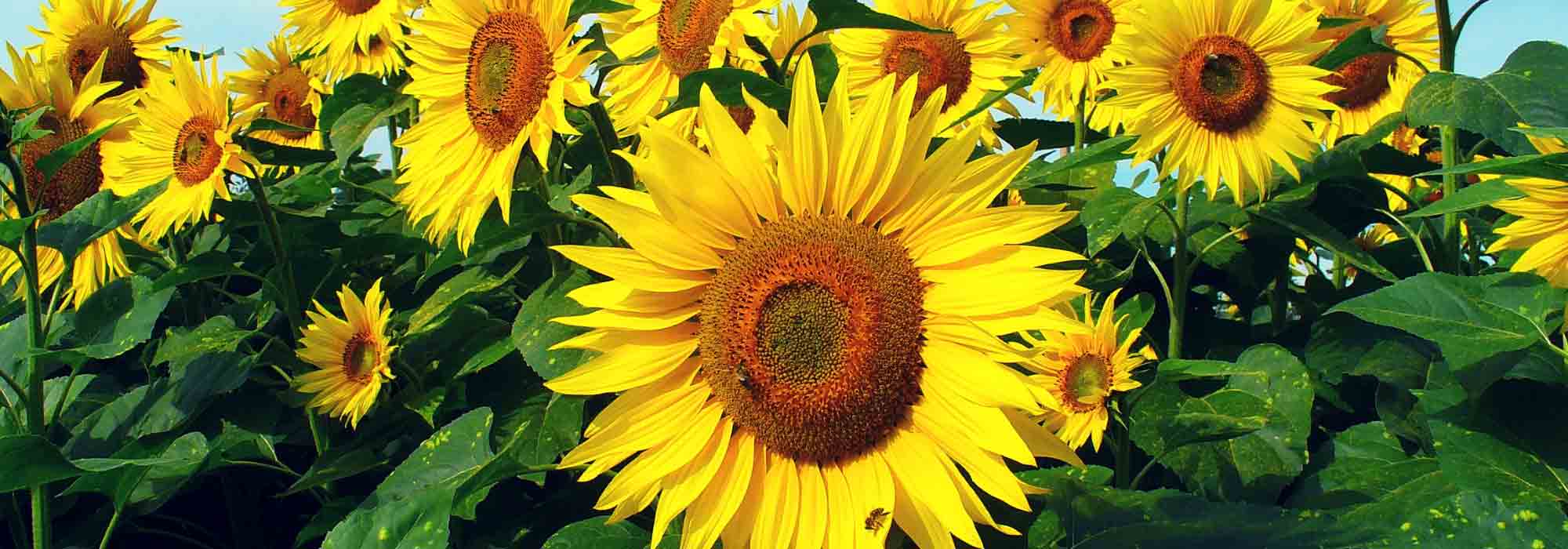 Tournesol : semis, plantation, entretien