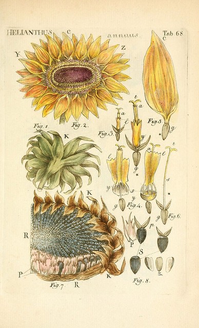 tournesol