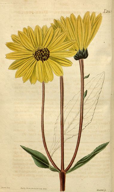 helianthus vivace