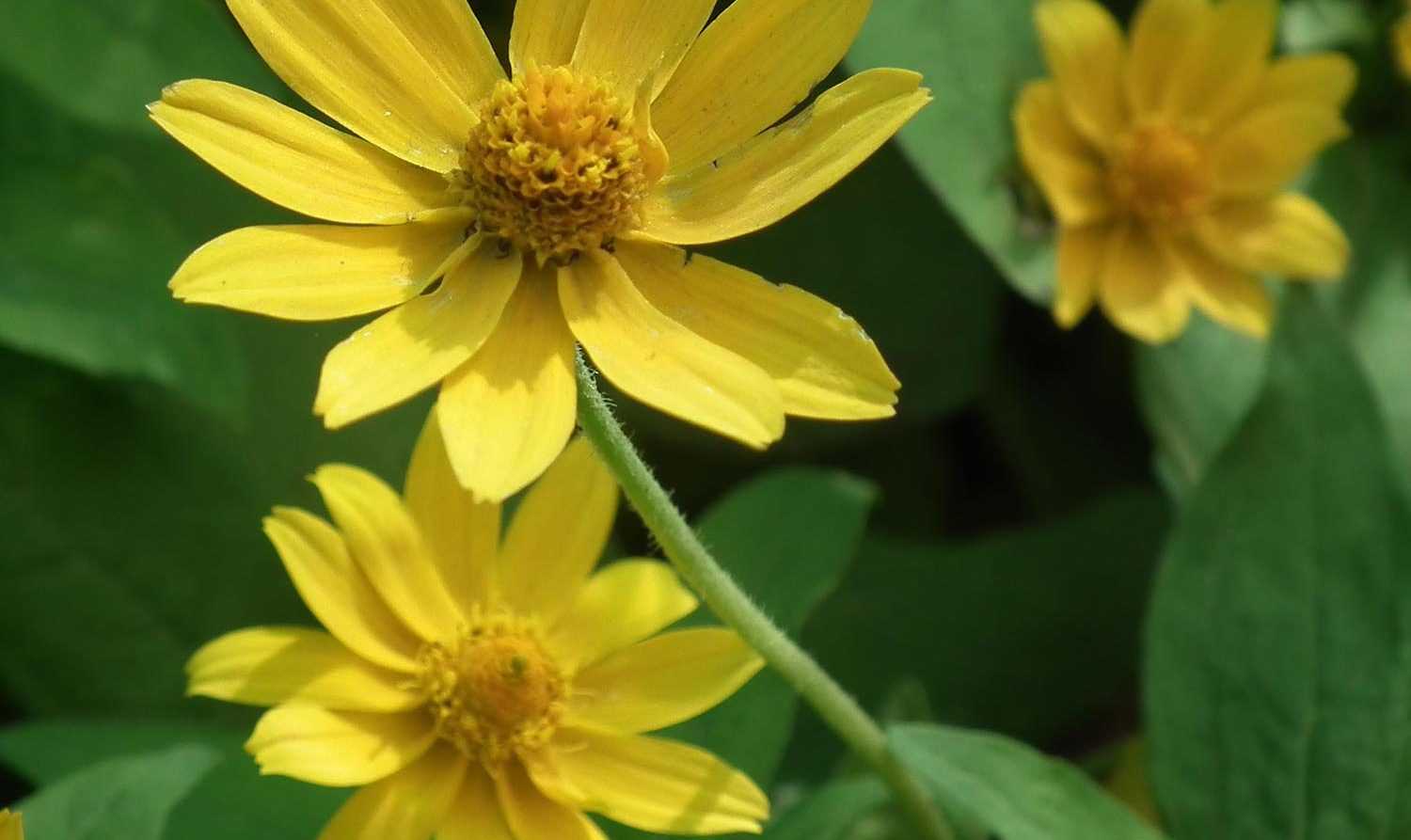 Helianthus vivace, soleil : plantation, culture, entretien