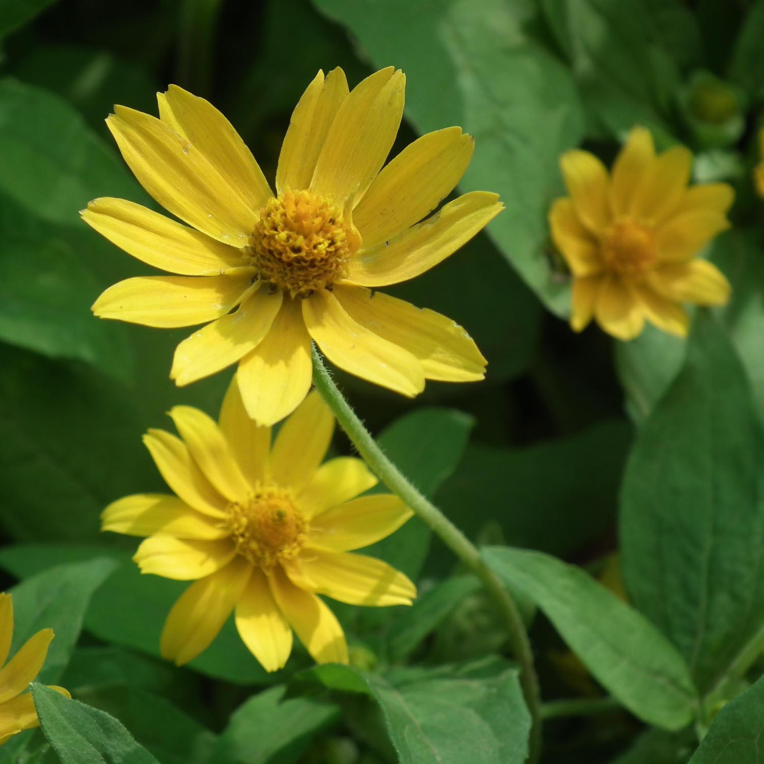 Helianthus vivace, soleil : plantation, culture, entretien - Promesse de  Fleurs