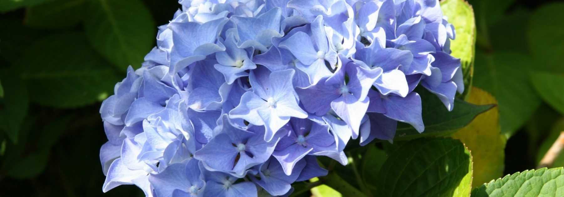 La couleur des hortensias