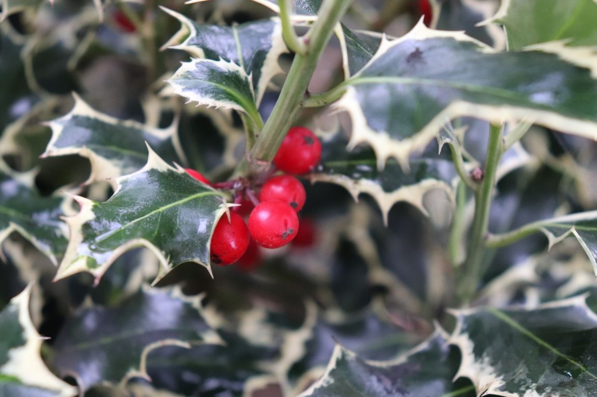 ilex, fruits