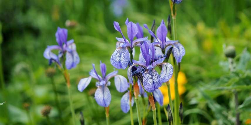 La floraison des Iris sibirica