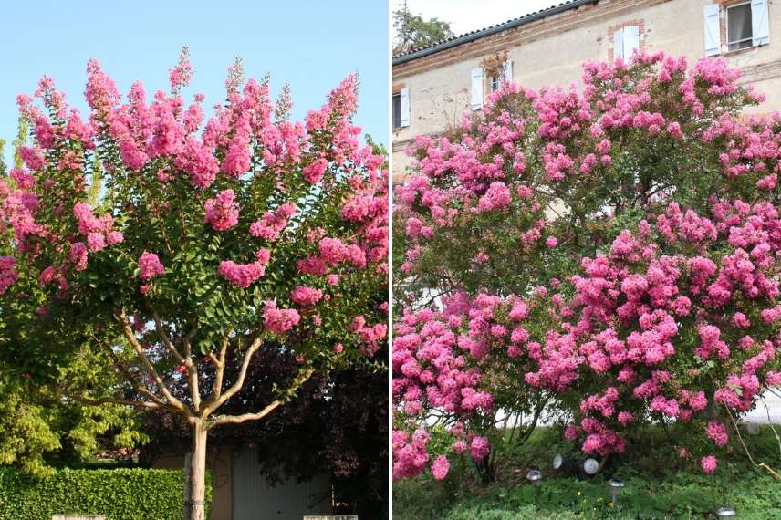 lagerstroemia