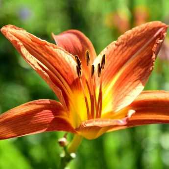 20 plantes vivaces durables, à très longue durée de vie