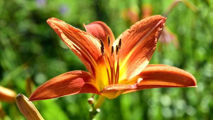 20 plantes vivaces durables, à très longue durée de vie