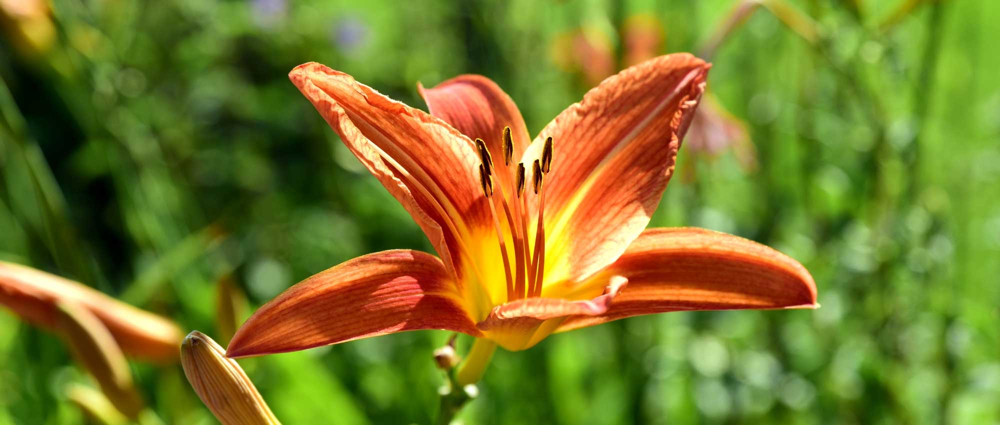 Plantes – Il était une fleur