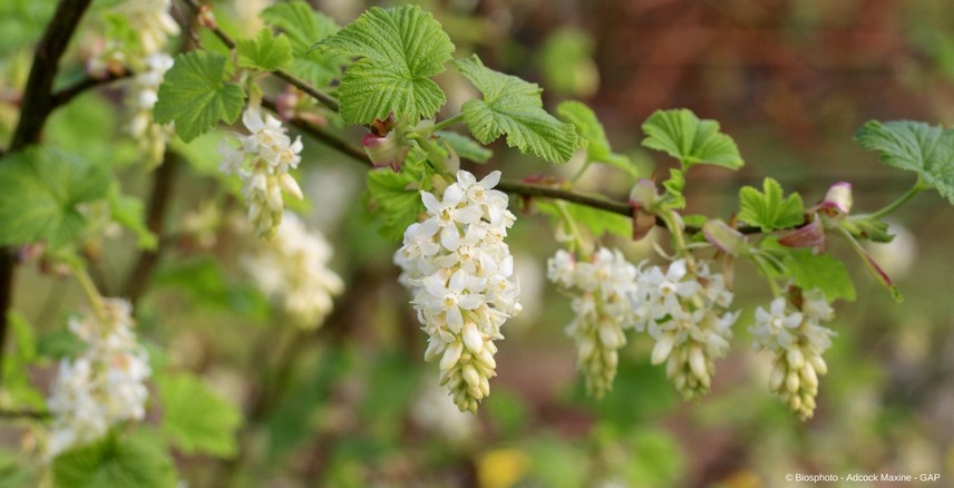 groseillier à fleurs