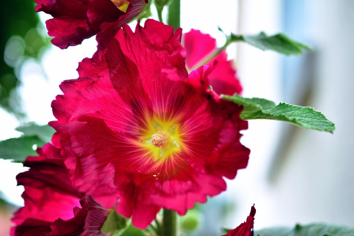 Alcea Rosea