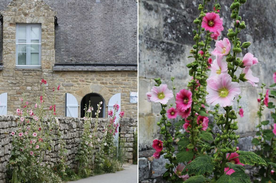 Alcea Rosea