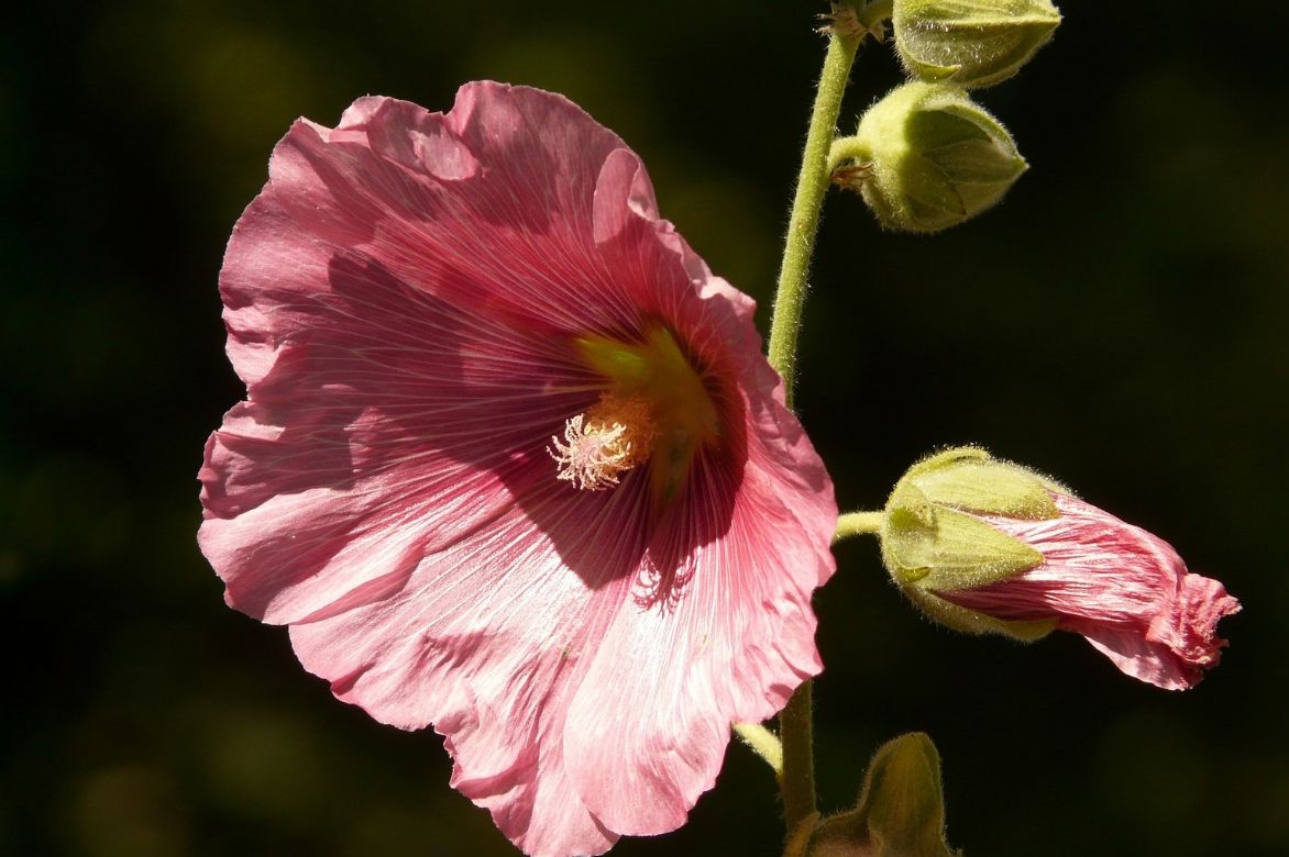 Alcea Rosea