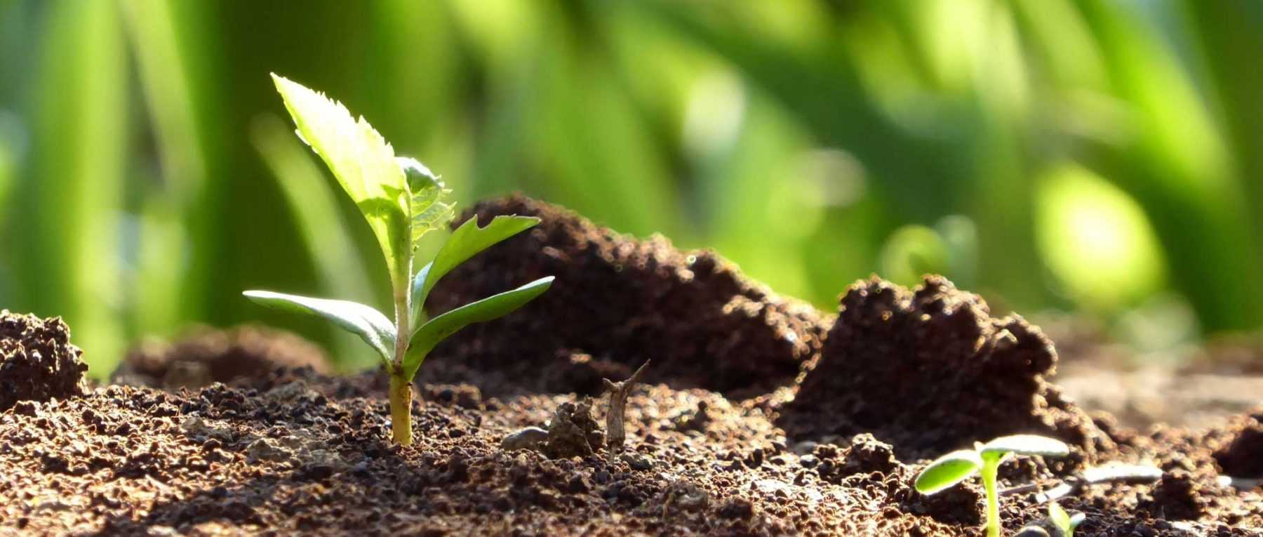 Réussir le semis des plantes vivaces