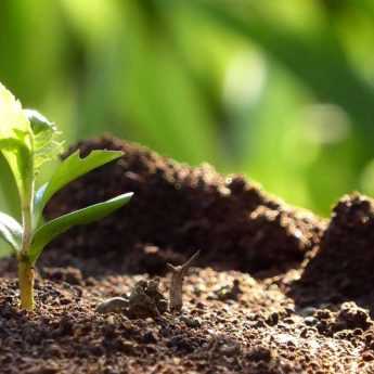 Réussir le semis des plantes vivaces