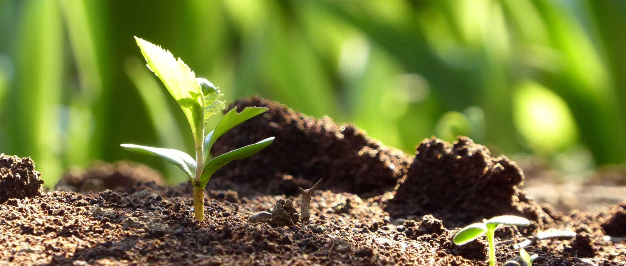 Réussir le semis des plantes vivaces