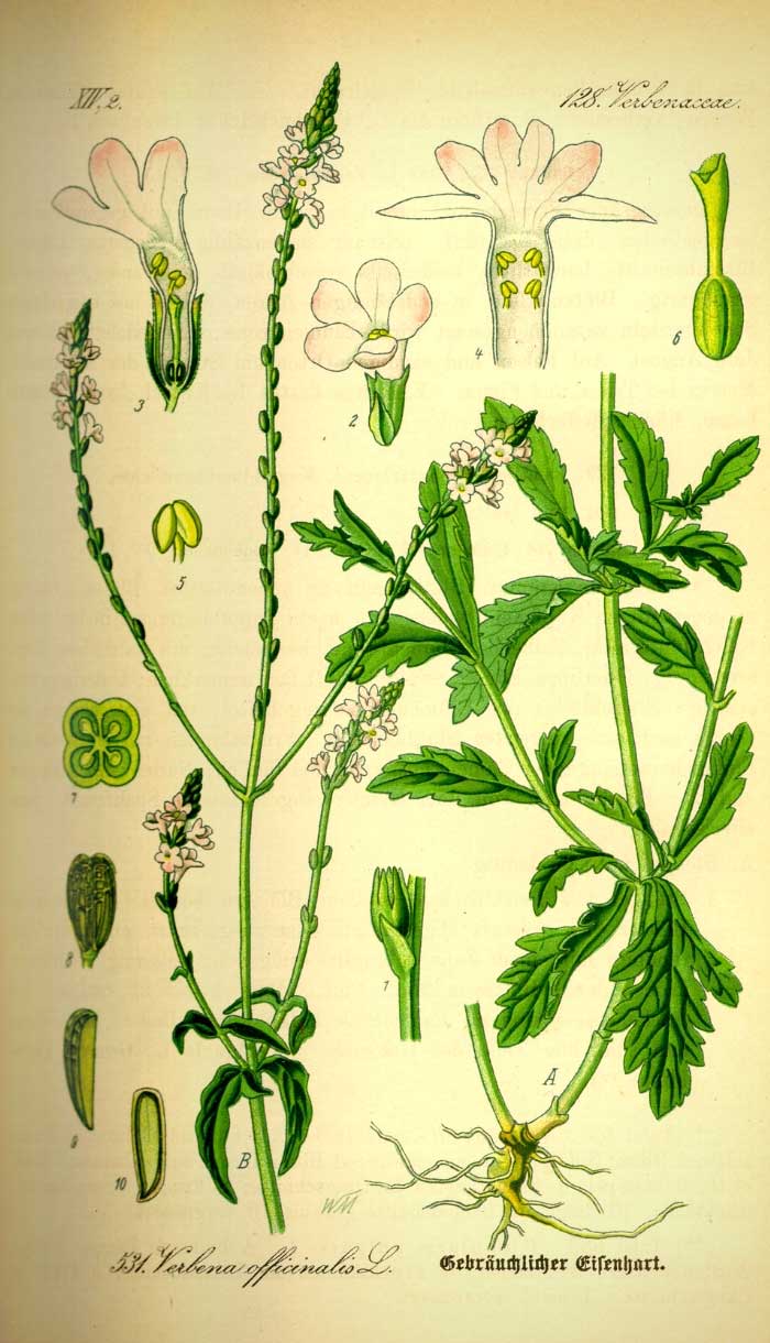 Tirage d'art d'herbier Verveine